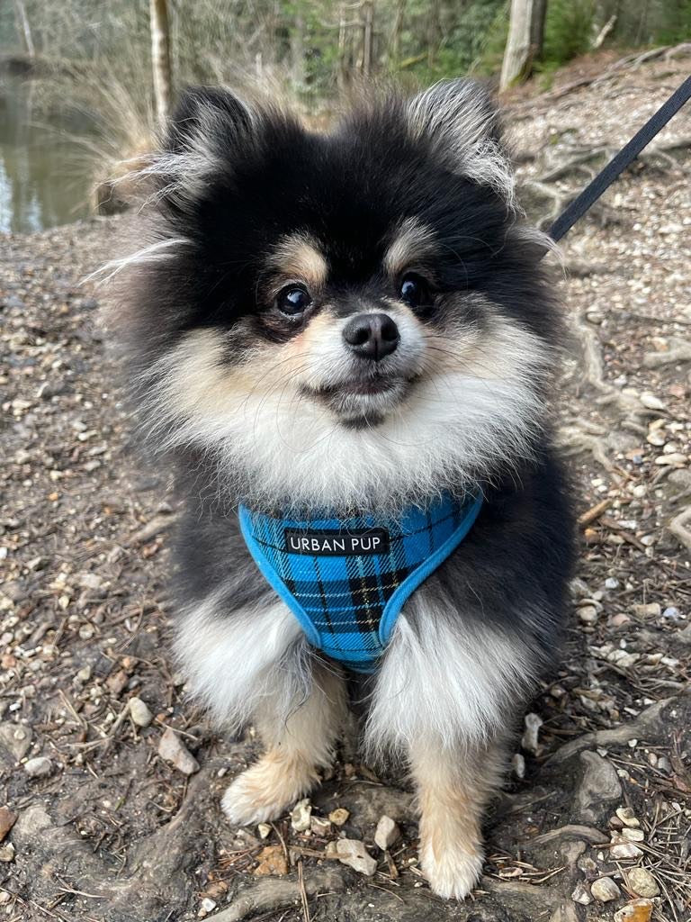 Blue tartan outlet dog harness