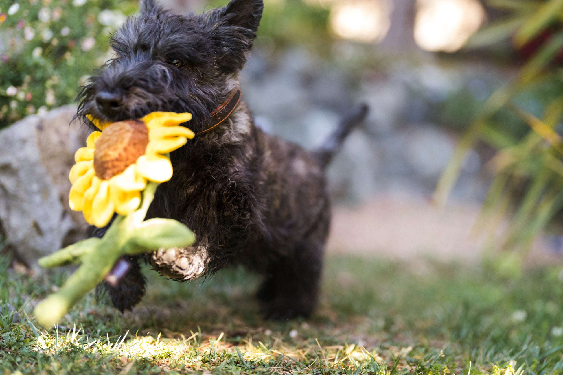 Blooming Buddies Sassy Sunflower Dog Toy by P.l.a.y - P.l.a.y - 2