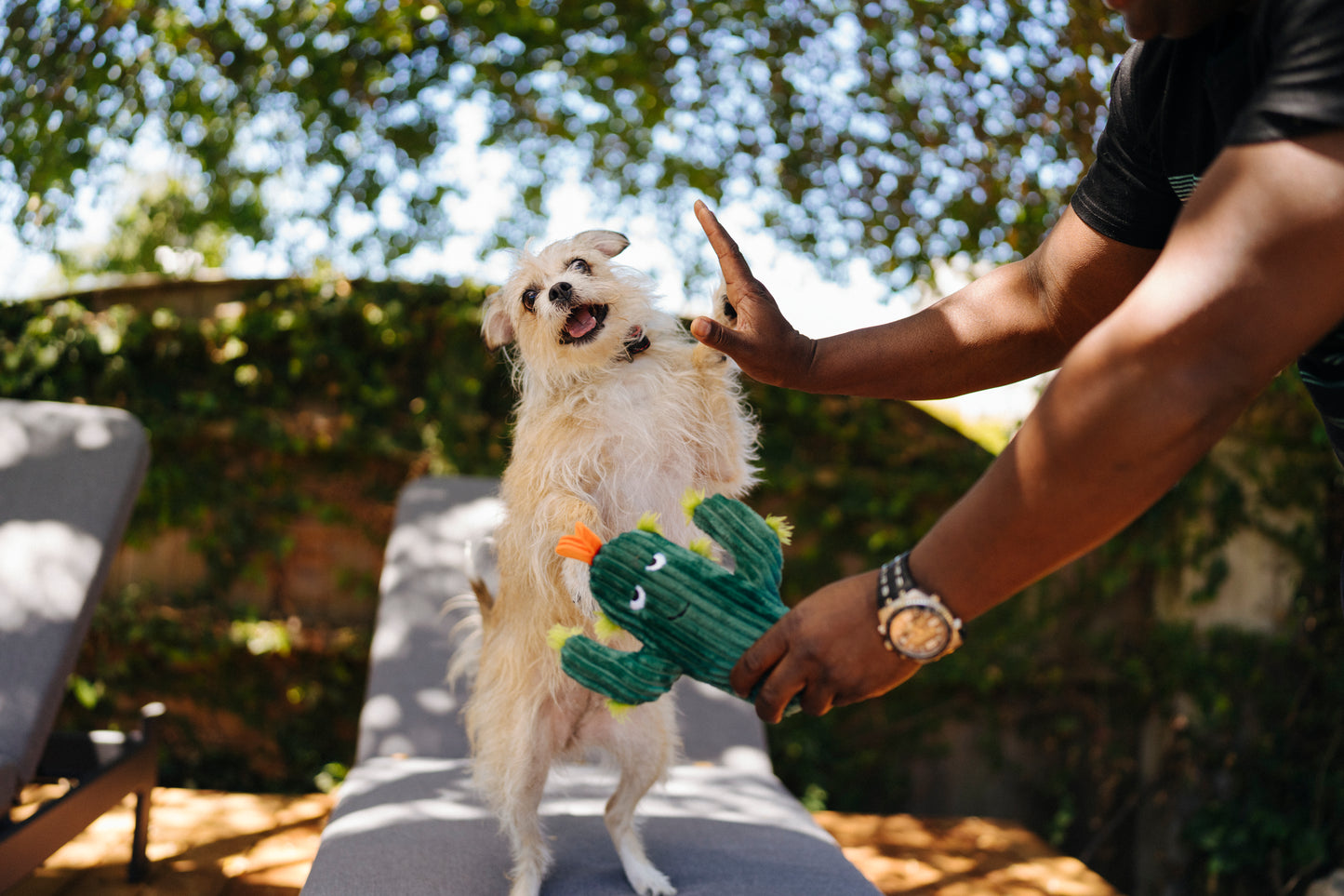 Blooming Buddies Prickly Pup Cactus Dog Toy by P.l.a.y - P.l.a.y - 6