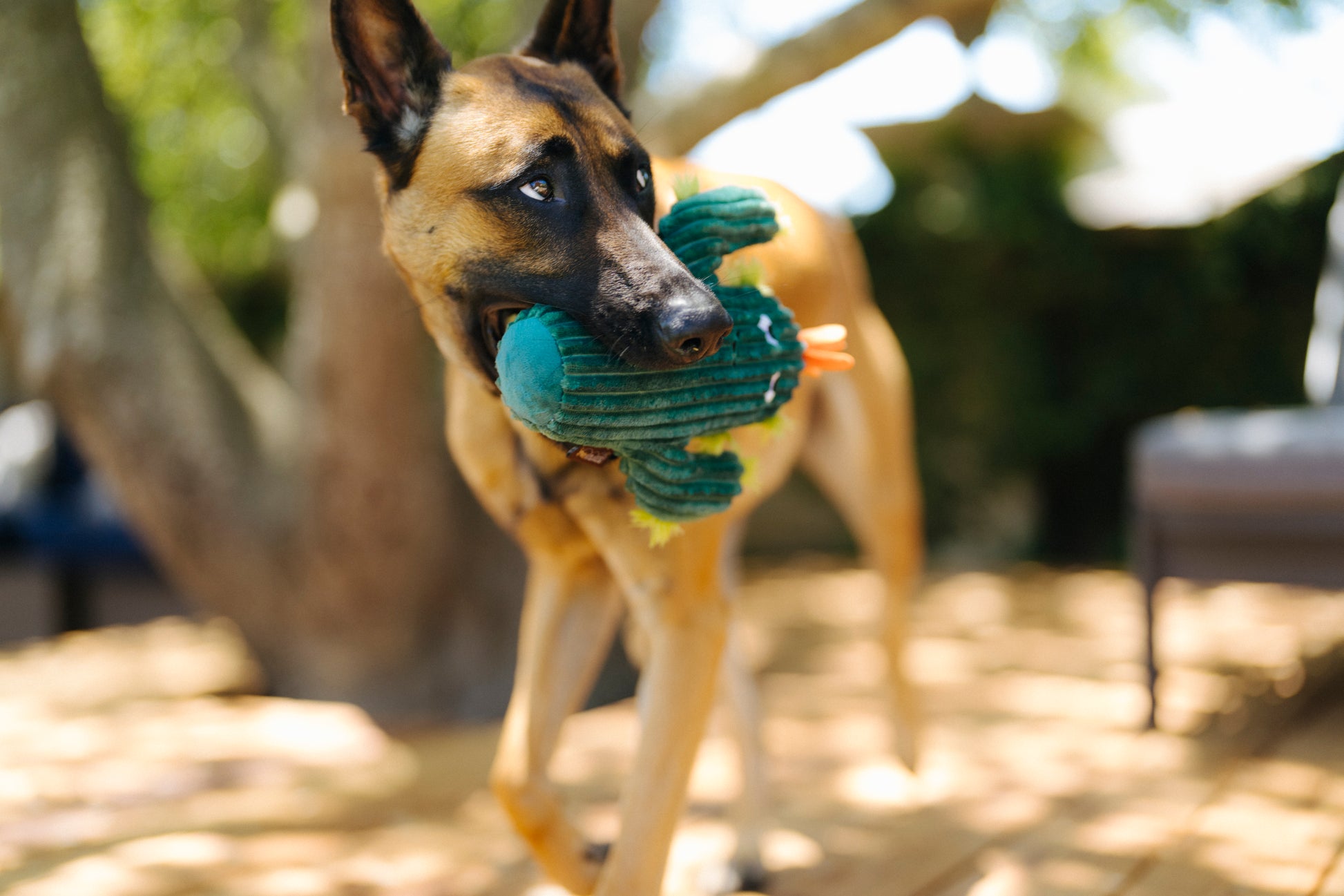 Blooming Buddies Prickly Pup Cactus Dog Toy by P.l.a.y - P.l.a.y - 3