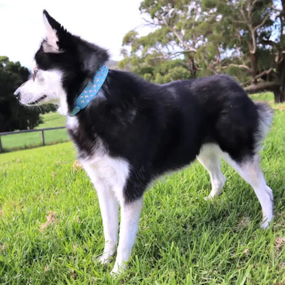 Aqua Blue Rhinestone Sprinkles Dog Collar - Posh Pawz - 2