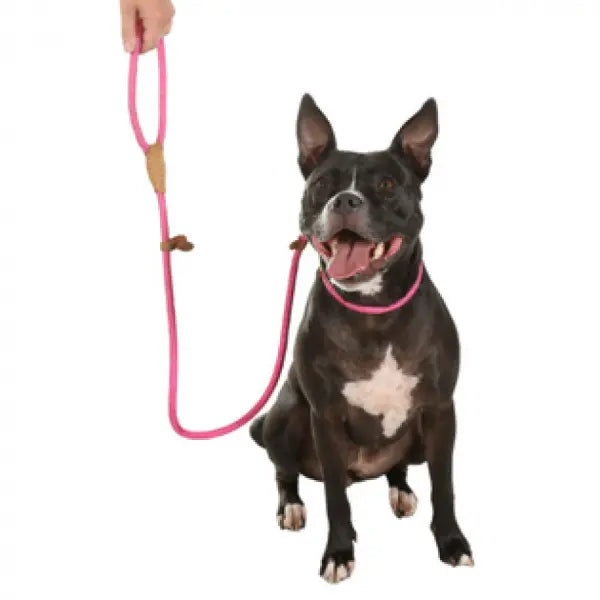 Doodlebone Originals Dog Slip Leads - Doodle - 2