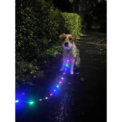 Doodlebone Rechargeable Light-up Dog Lead Berry Red - Doodlebone - 3