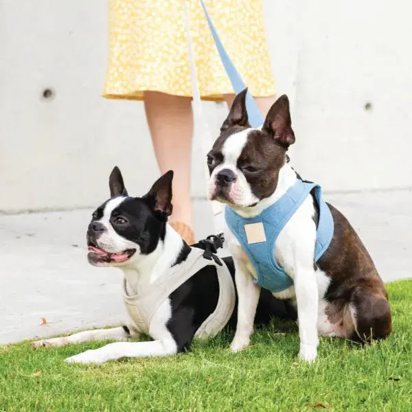 Fuzzyard Life Step-in Dog Harness in French Blue - Fuzzyard - 2