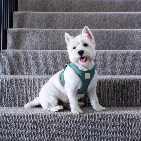 Fuzzyard Life Step-in Dog Harness in Myrtle Green - Fuzzyard - 3