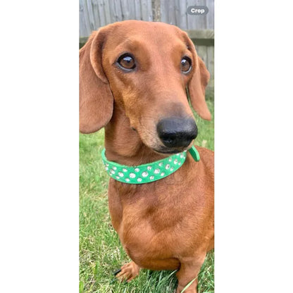 Green Rhinestone Sprinkles Dog Collar - Posh Pawz - 3