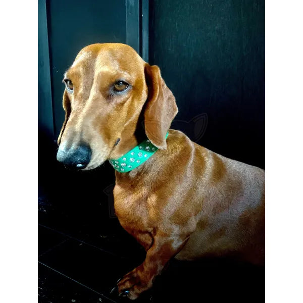 Green Rhinestone Sprinkles Dog Collar - Posh Pawz - 2