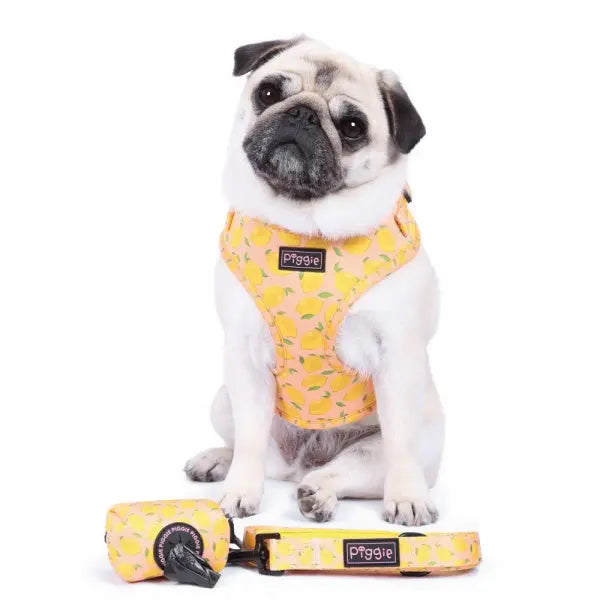 Lemon Squeeze Dog Lead - Piggie - 3