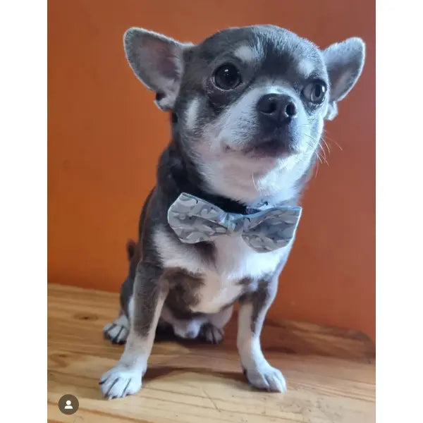 Ocean Predator Dog Bow Tie - Piggie - 3